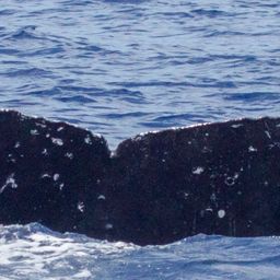 Fluke of HIHWNMS-2018-3-10_G07A01