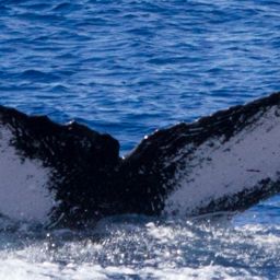 Fluke of HIHWNMS-2017-2-16_G06A01
