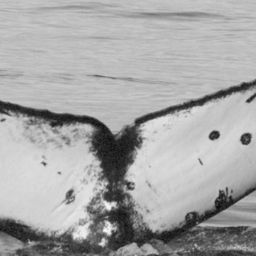 Fluke of SEAK-1868