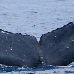 Fluke of HIHWNMS-2018-4-6_G08A05