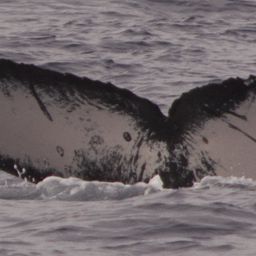 Fluke of HIHWNMS-2018-3-10_G06A03