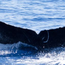 Fluke of HIHWNMS-2018-1-15_G08A01