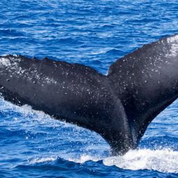 Fluke of HIHWNMS-2018-1-17_G04A01