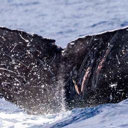 Fluke of HIHWNMS-2016-1-26_G10_A02