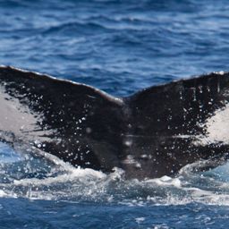 Fluke of HIHWNMS-2016-3-2_G01_A02