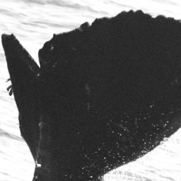 Fluke of La Cóbaneña