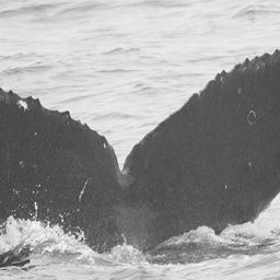 Fluke of CRC-10552