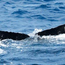 Fluke of HIHWNMS-2016-3-2_G04_A01