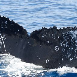 Fluke of HW-MN0441996