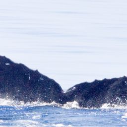 Fluke of HIHWNMS-2016-4-1_G03A01