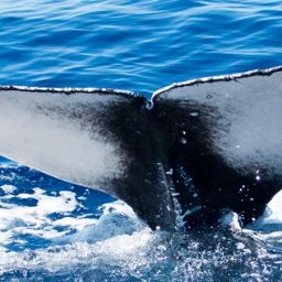 Fluke of HIHWNMS-2016-1-20_G03_A02