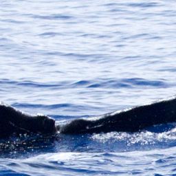 Fluke of BCX0180
