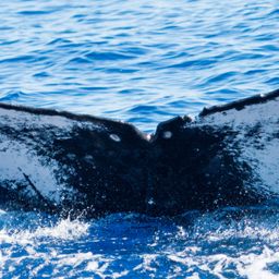 Fluke of HIHWNMS-2016-1-20_G04_A03