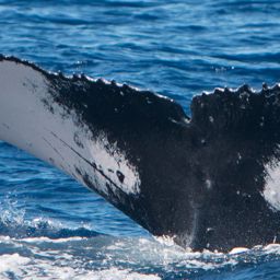 Fluke of HIHWNMS-2017-1-25_G06A02