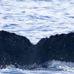Fluke of HIHWNMS-2017-4-11_G04A01