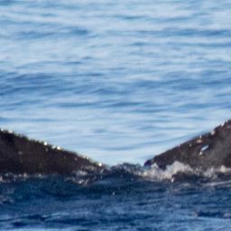 Fluke of HIHWNMS-2018-1-15_G01A02