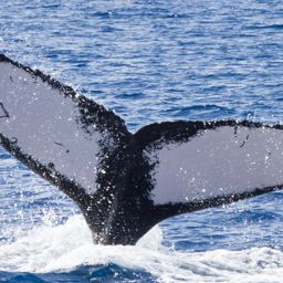 Fluke of HIHWNMS-2016-3-28_G04A02