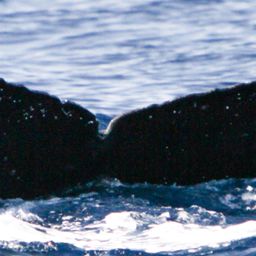 Fluke of SEAK-1064