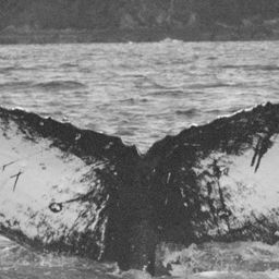 Fluke of SEAK-1397