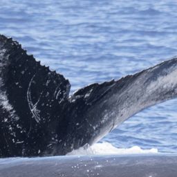 Fluke of HIHWNMS-2017-3-23_G06A02