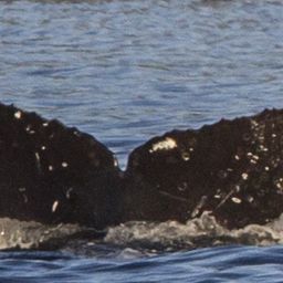 Fluke of SEAK-5098