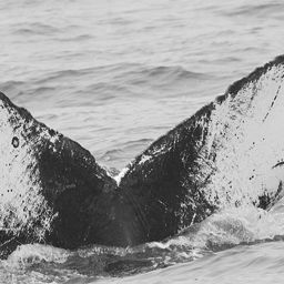Fluke of CRC-9009