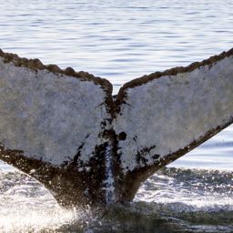 Fluke of SEAK-2358