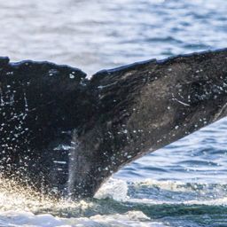 Fluke of SEAK-NMFS-JRM-20091117-1-114