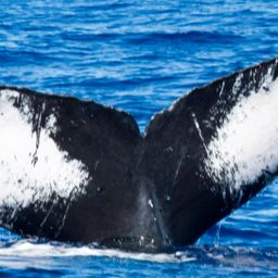 Fluke of HIHWNMS-2013-2-7_G4_A2