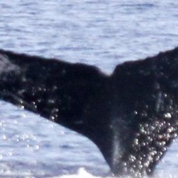 Fluke of HIHWNMS-2012-2-24_G10_A01