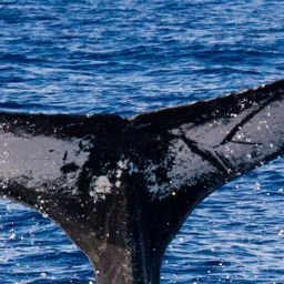 Fluke of HIHWNMS-2013-2-8_G4_A2