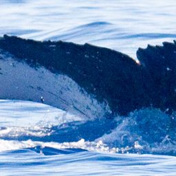 Fluke of HIHWNMS-2013-1-17_G1_A1