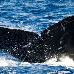 Fluke of HIHWNMS-2013-2-28_G1_O02
