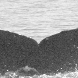 Fluke of HIHWNMS-2010-2-5_A07