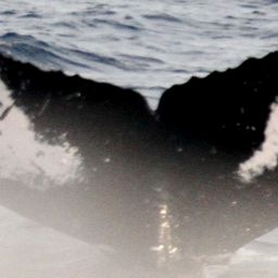 Fluke of HIHWNMS-2011-2-21_A01