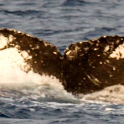 Fluke of HIHWNMS-2011-2-21_A02