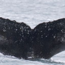 Fluke of HW-MN1302573