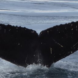 Fluke of HW-MN1302575