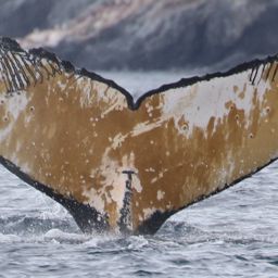 Fluke of Wally Whale