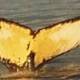 Fluke of Fluke