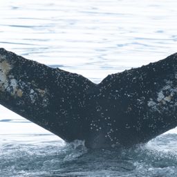 Fluke of HW-MN1302635