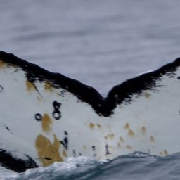 Fluke of HW-MN1302639
