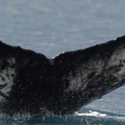 Fluke of HW-MN1302644