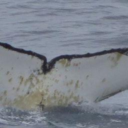 Fluke of HW-MN1302646