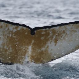 Fluke of HW-MN1302651