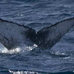 Fluke of CRC-16329