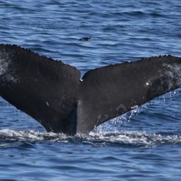 Fluke of CRC-16097
