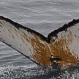 Fluke of HW-MN1302674