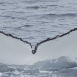 Fluke of Irmgard Edeltraud Rudolfina Radauer Wimberger
