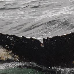 Fluke of HW-MN1302695